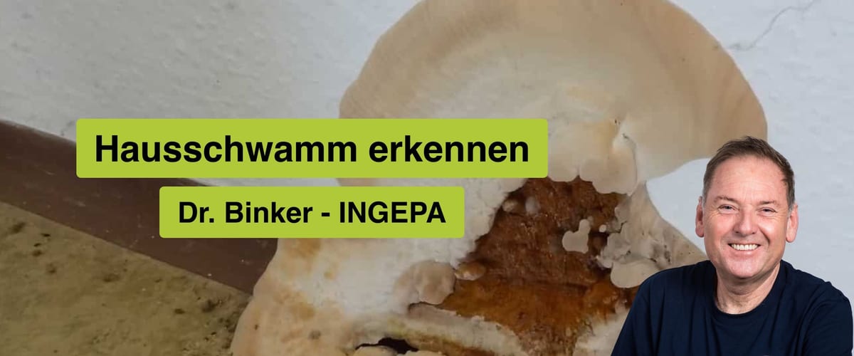 Echten Hausschwamm erkennen