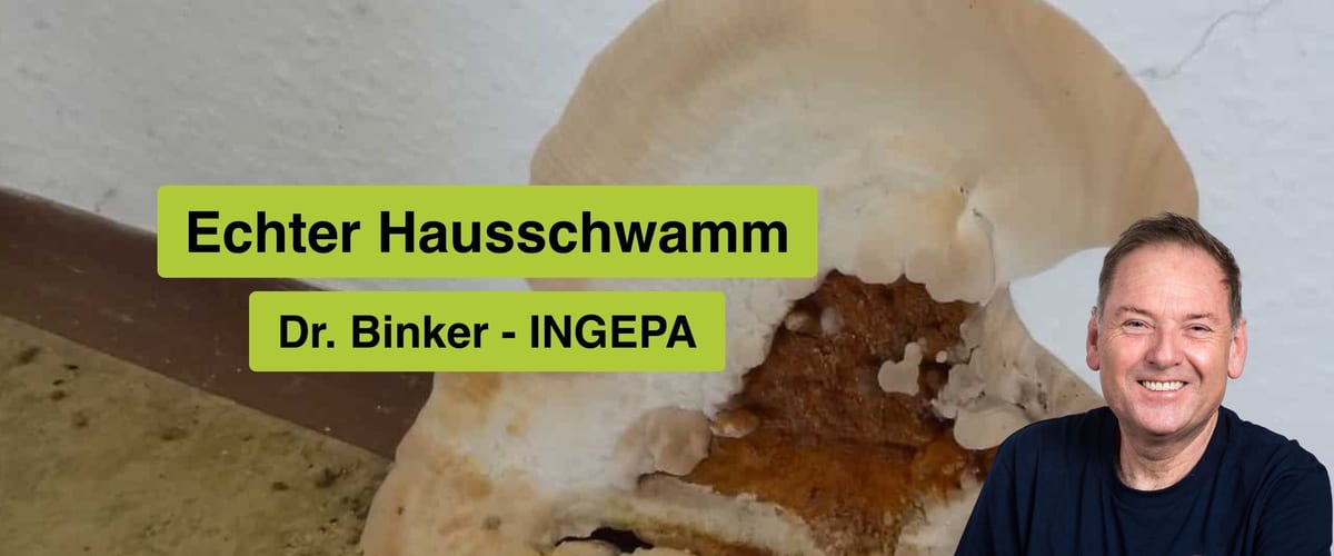 Echter Hausschwamm