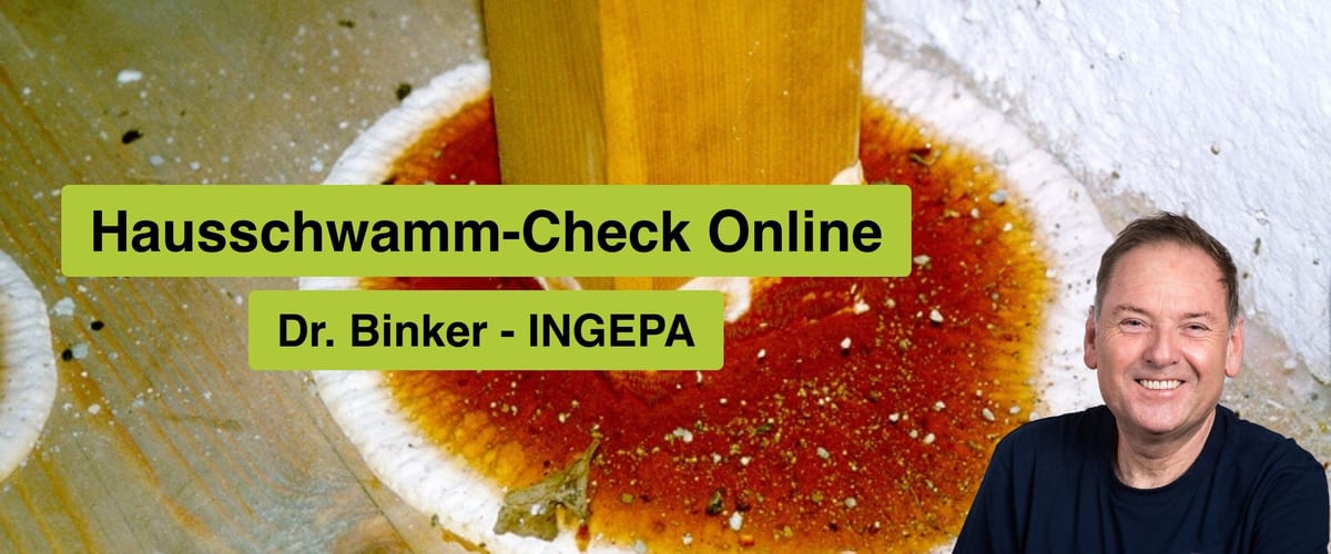 Hausschwamm-Check Online