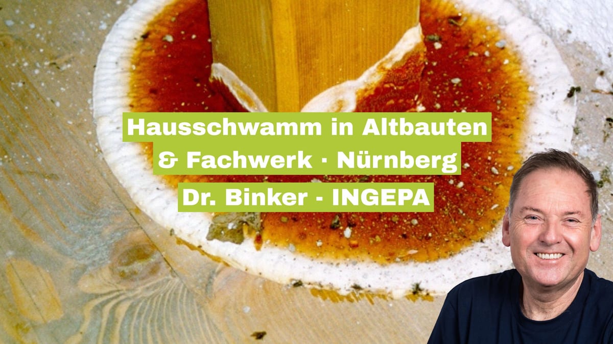 Hausschwamm in Altbauten und Fachwerkhäusern in Nürnberg: Ein unterschätztes Risiko