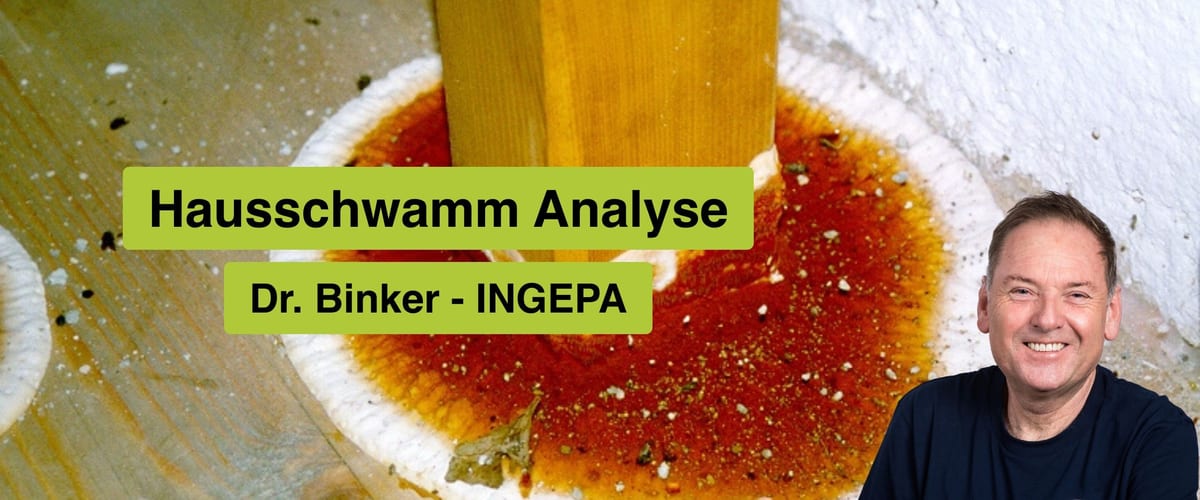 Hausschwamm Analyse, Dr. Binker, INGEPA