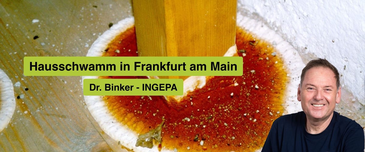 Hausschwamm in Frankfurt am Main: INGEPA – Ihr Experte für nachhaltige Sanierung