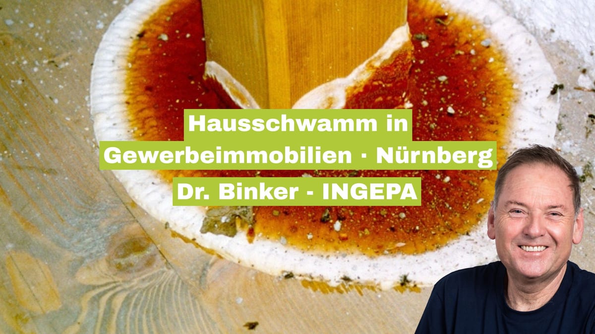 Hausschwamm in Gewerbeimmobilien in Nürnberg: Ein ernsthaftes Risiko für Betriebe