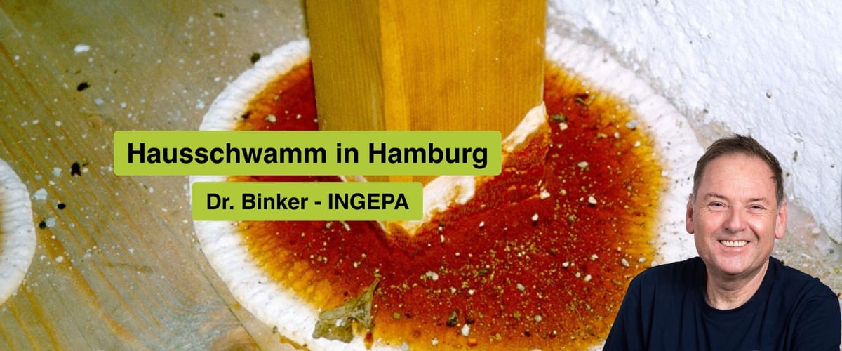 Hausschwamm in Hamburg, Dr. Gerhard Binker, INGEPA