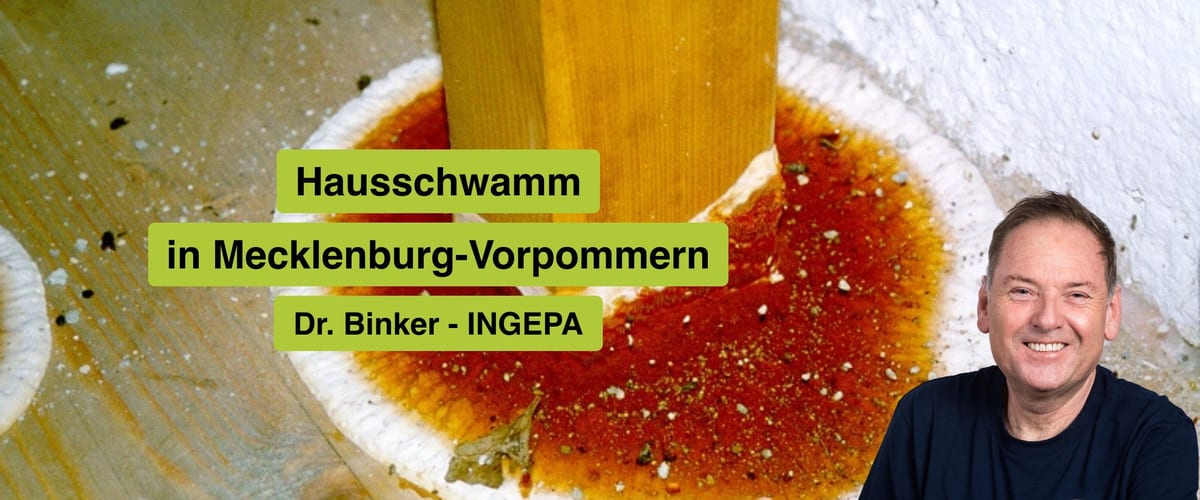 Hausschwamm in Mecklenburg-Vorpommern, Dr. Gerhard Binker, INGEPA