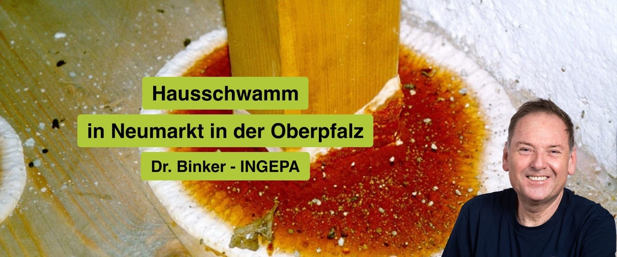 Hausschwamm in Neumarkt in der Oberpfalz: INGEPA – Ihr Experte für nachhaltige Sanierung