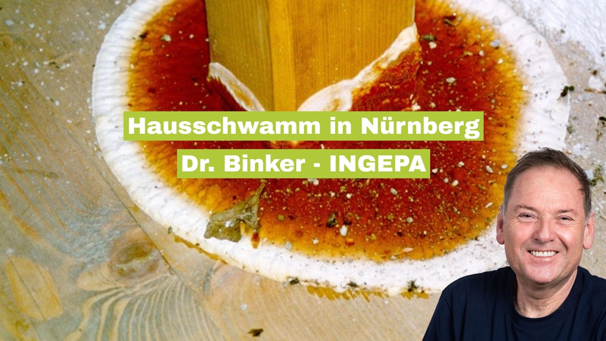 Hausschwamm in Nürnberg: Gefahr für Immobilien und effektive Lösungen