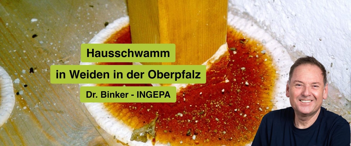Hausschwamm in Weiden in der Oberpfalz: INGEPA – Ihr Experte für nachhaltige Sanierung