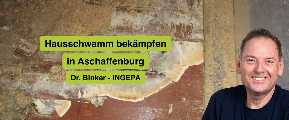 Hausschwamm bekämpfen in Aschaffenburg, Dr. Binker von INGEPA, großflächiger Befall des Echten Hausschwamms an einer Wand