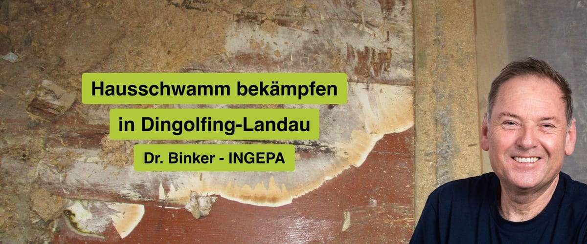 Hausschwamm bekämpfen in Dingolfing-Landau, Dr. Binker von INGEPA, großflächiger Befall des Echten Hausschwamms an einer Wand