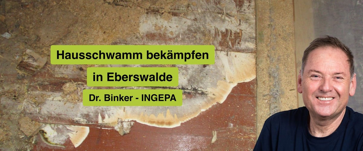 Hausschwamm bekämpfen in Eberswalde, Dr. Binker von INGEPA, großflächiger Befall des Echten Hausschwamms an einer Wand