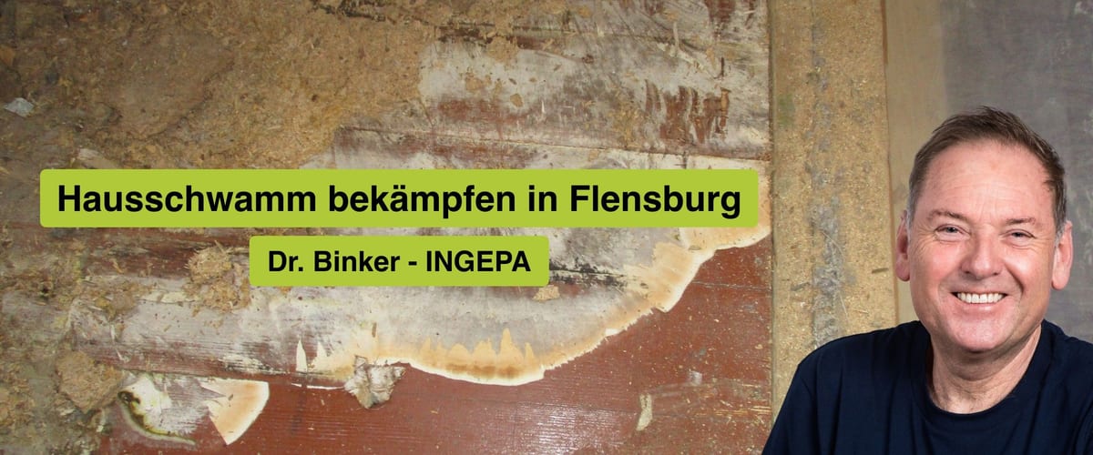 Hausschwamm bekämpfen in Flensburg, Dr. Binker von INGEPA, großflächiger Befall des Echten Hausschwamms an einer Wand
