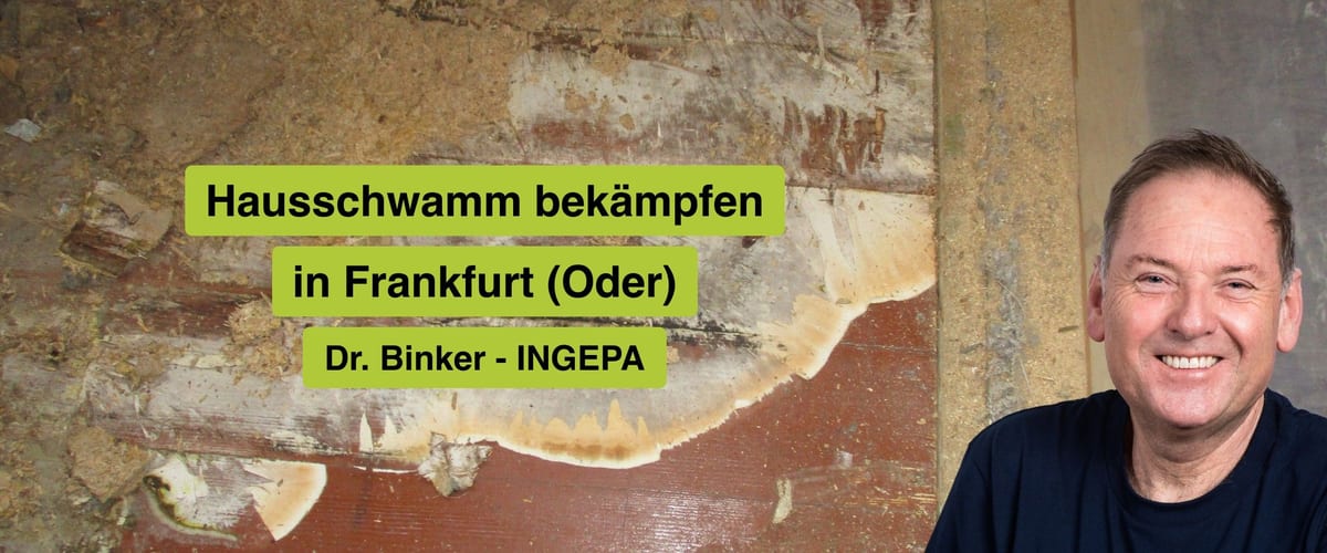 Hausschwamm bekämpfen in Frankfurt (Oder), Dr. Binker von INGEPA, großflächiger Befall des Echten Hausschwamms an einer Wand