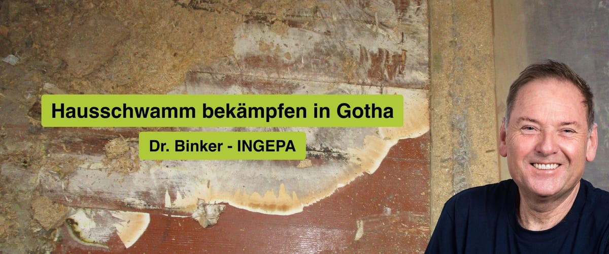 Hausschwamm bekämpfen in Gotha, Dr. Binker von INGEPA, großflächiger Befall des Echten Hausschwamms an einer Wand