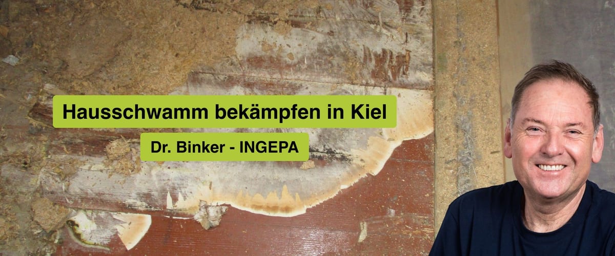 Hausschwamm bekämpfen in Kiel, Dr. Binker von INGEPA, großflächiger Befall des Echten Hausschwamms an einer Wand