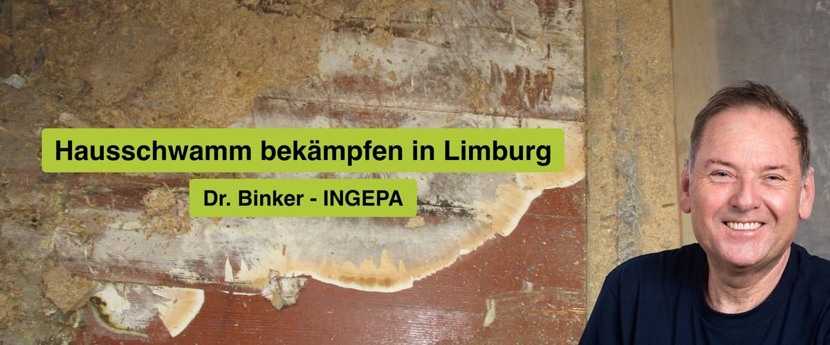 Hausschwamm bekämpfen in Limburg, Dr. Binker von INGEPA, großflächiger Befall des Echten Hausschwamms an einer Wand