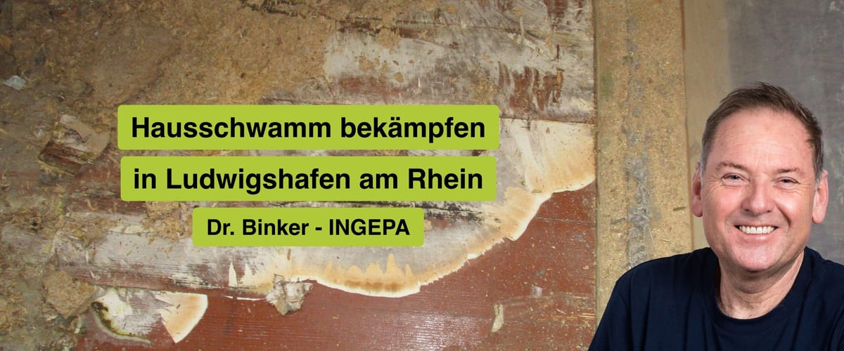 Hausschwamm bekämpfen in Ludwigshafen am Rhein, Dr. Binker von INGEPA, großflächiger Befall des Echten Hausschwamms an einer Wand