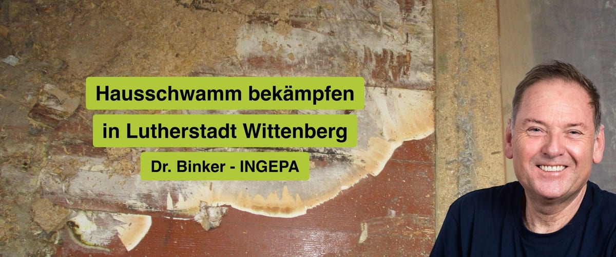 Hausschwamm bekämpfen in Lutherstadt Wittenberg, Dr. Binker von INGEPA, großflächiger Befall des Echten Hausschwamms an einer Wand