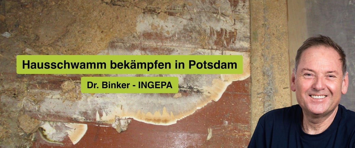 Hausschwamm bekämpfen in Potsdam, Dr. Binker von INGEPA, großflächiger Befall des Echten Hausschwamms an einer Wand