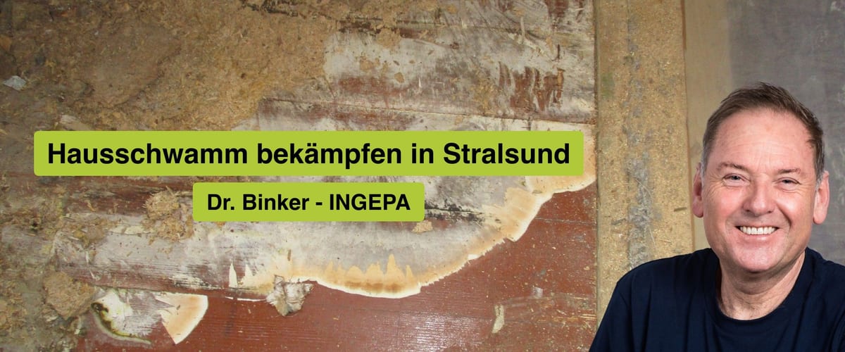 Hausschwamm bekämpfen in Stralsund, Dr. Binker von INGEPA, großflächiger Befall des Echten Hausschwamms an einer Wand