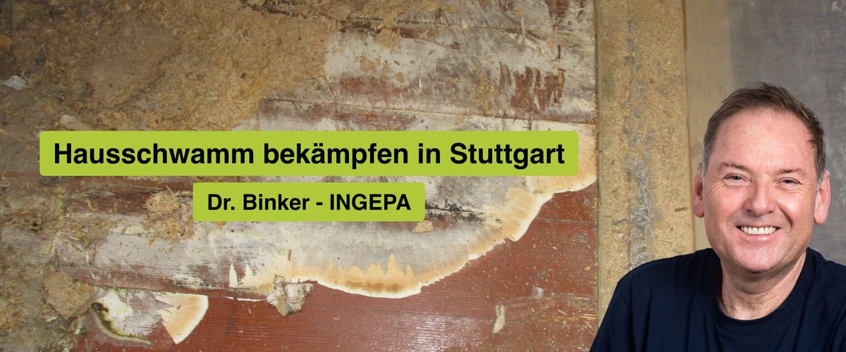 Hausschwamm bekämpfen in Stuttgart, Dr. Binker von INGEPA, großflächiger Befall des Echten Hausschwamms an einer Wand