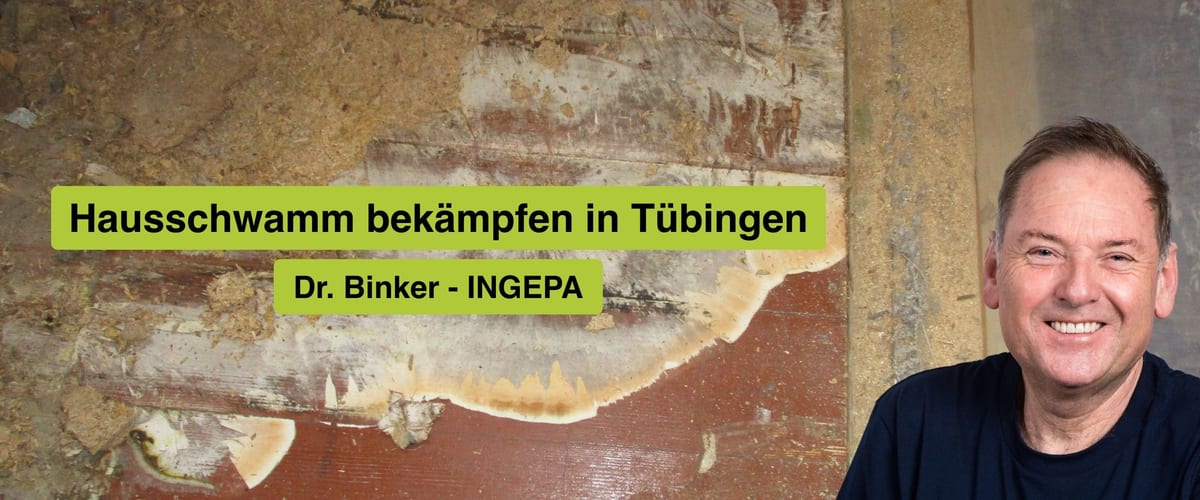 Hausschwamm bekämpfen in Tübingen, Dr. Binker von INGEPA, großflächiger Befall des Echten Hausschwamms an einer Wand
