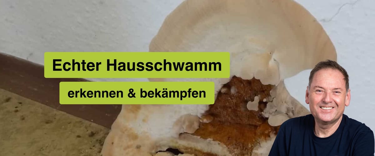 Hausschwamm erkennen und bekämpfen, Dr. Binker, INGEPA