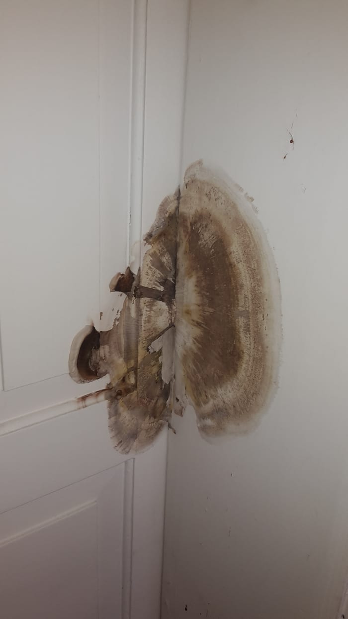 Nahaufnahme des Echten Hausschwamms an verbautem Holz in Augsburg