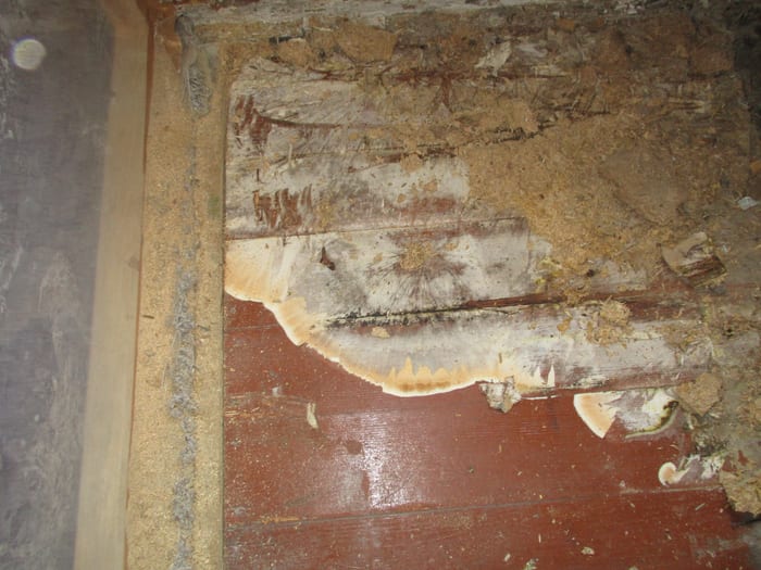Weit ausgebreiteter Echter Hausschwamm an Wand und Holzbauteilen