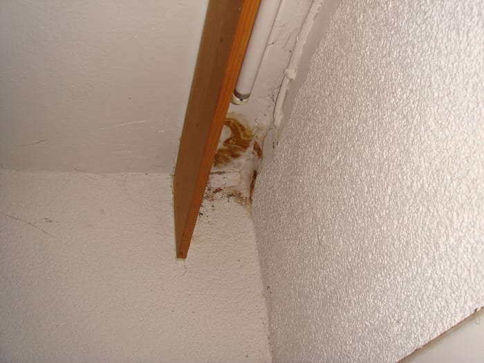 Befall des Echten Hausschwamms an der Decke eines Pfarrhauses in Abensberg