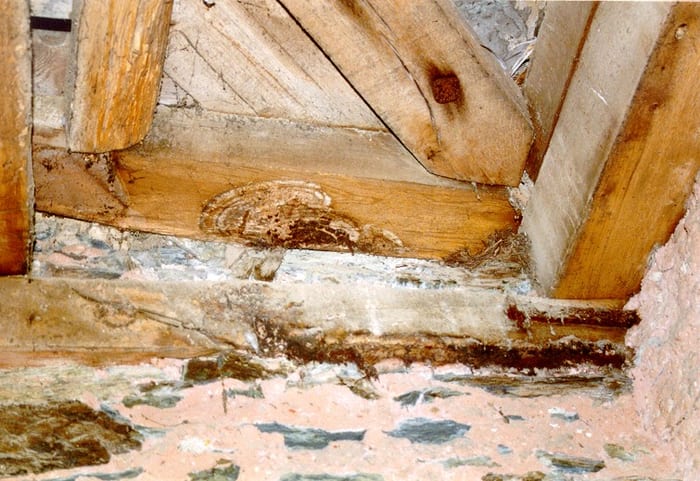 Detail des Echten Hausschwamms an einer Holzkonstruktion in Amberg