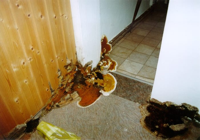 Befall des Echten Hausschwamms in einem Wohnhaus bei Ansbach