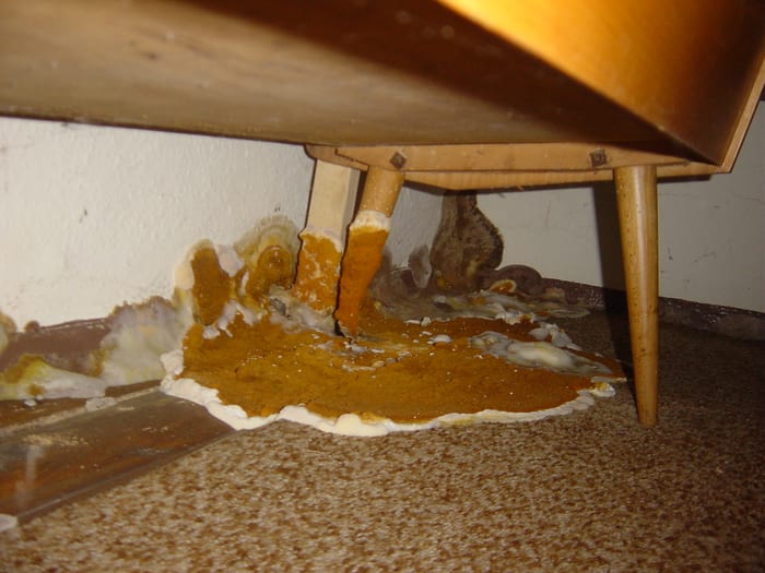 Befall des Echten Hausschwamms in einem Augsburger Wohnzimmer