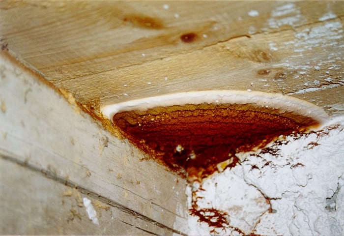 Detail des Echten Hausschwamms mit wasserklaren Tropfen bei Bad Füssing