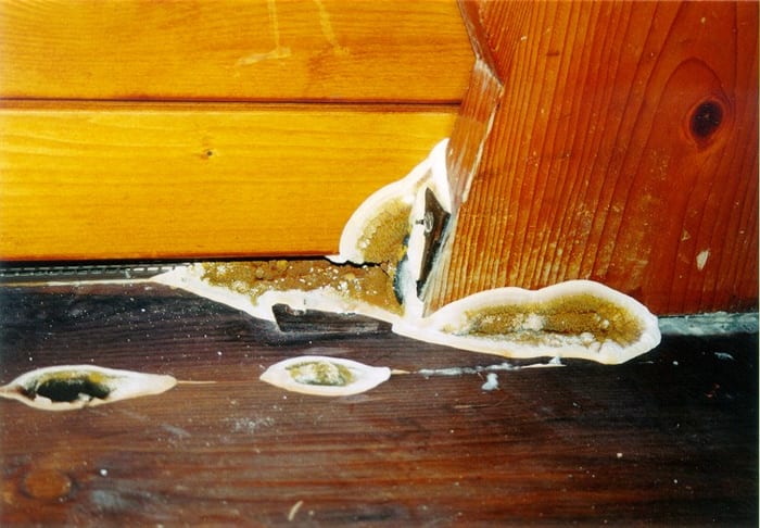 Fruchtkörper des Echten Hausschwamms an einer Kirchendecke