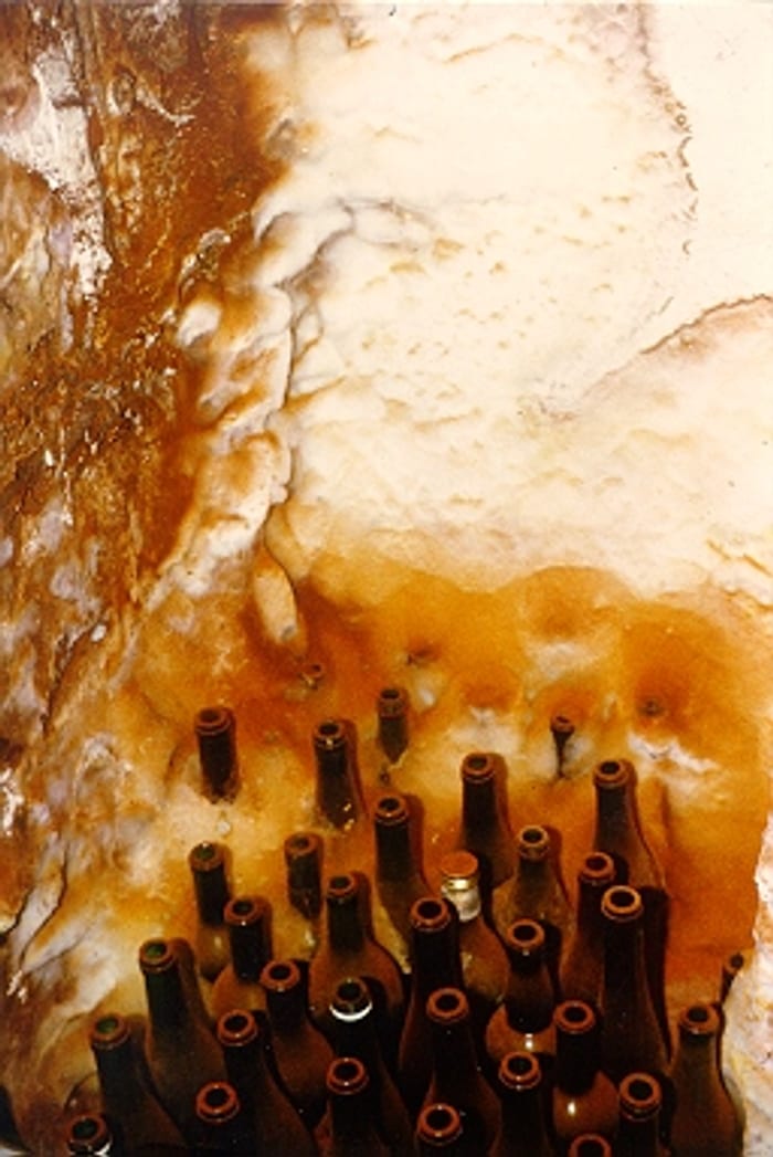 Detail des Echten Hausschwamms an Holzeinbauten im Keller bei Cham