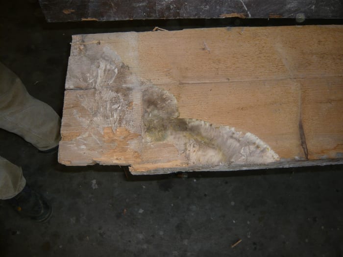 Befall des Echten Hausschwamms in einer Kirche bei Furth im Wald