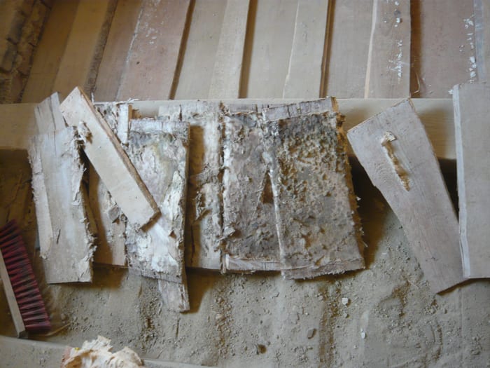 Detail des Echten Hausschwamms an einer befallenen Holzkonstruktion bei Furth im Wald