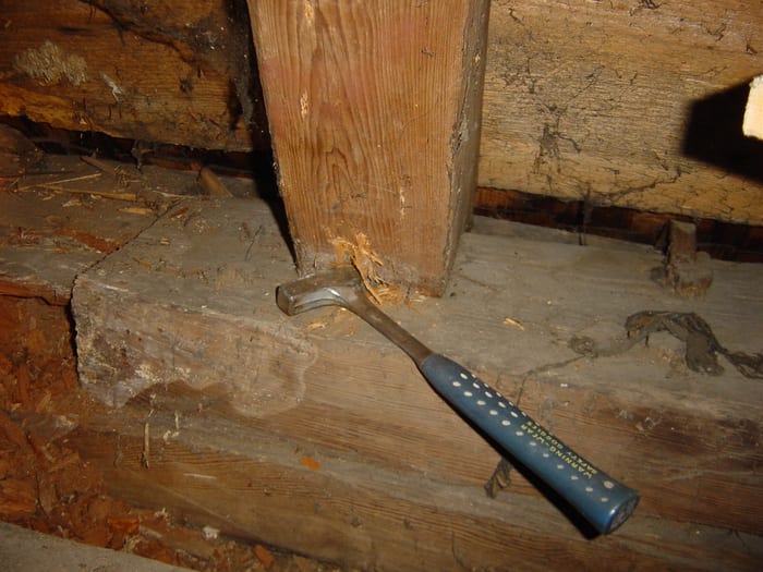 Detail des Echten Hausschwamms an verbautem Holz in Hadamar