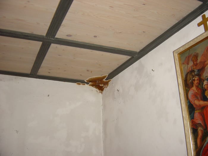 Fruchtkörper des Echten Hausschwamms an einer Holzdecke