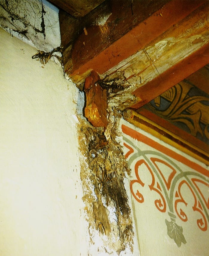 Befall des Echten Hausschwamms an einer hölzernen Kassettendecke