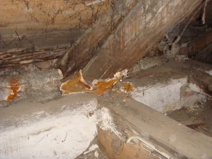 Detail des Echten Hausschwamms an verbautem Holz in Pfeffenhausen