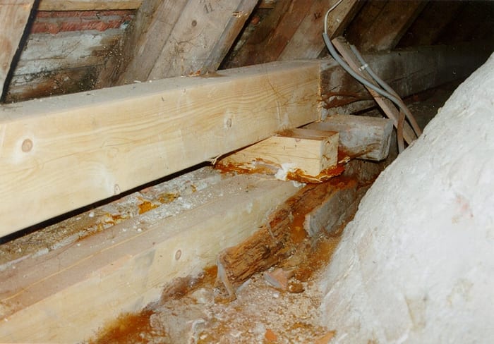 Echter Hausschwamm auf neu eingebauten Hölzern nach einer Fehlsanierung in einer Kirche bei Rosenheim