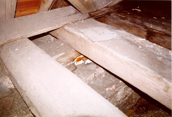 Detail des Echten Hausschwamms an befallenen Bogenspanten in Tirschenreuth