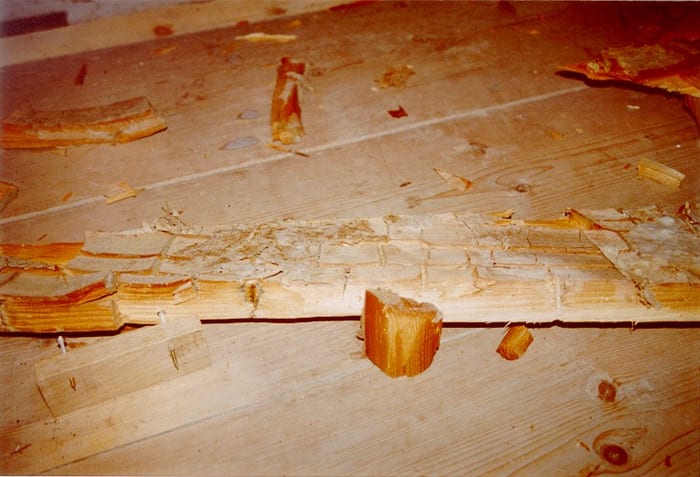 Detail des Echten Hausschwamms unter dem Fußboden in Tittmoning
