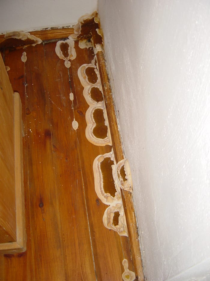Reihe von Fruchtkörpern des Echten Hausschwamms an einem hölzernen Türrahmen in einem Wohnhaus