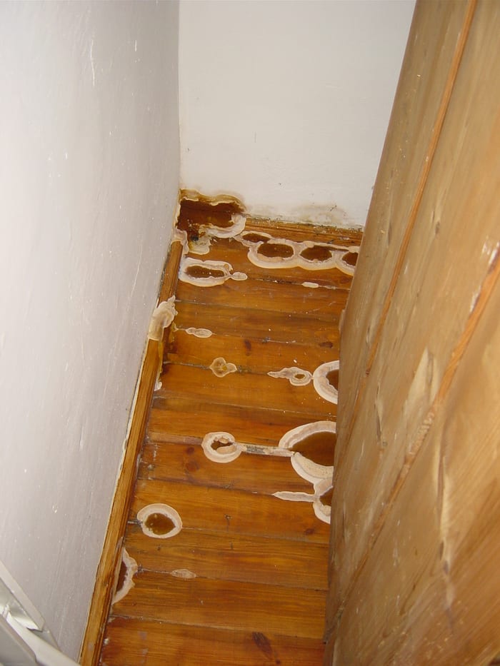 Detail des Echten Hausschwamms am Türrahmen, wulstige helle Ränder