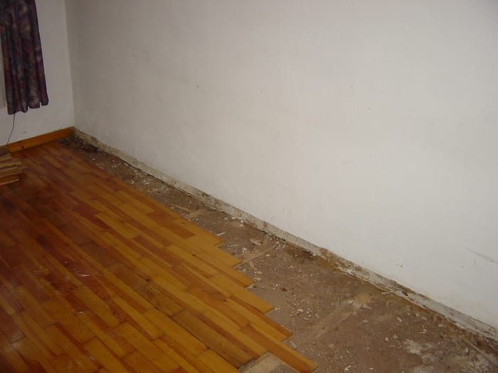 Befall des Echten Hausschwamms im Fußboden eines Wohnhauses in Würzburg