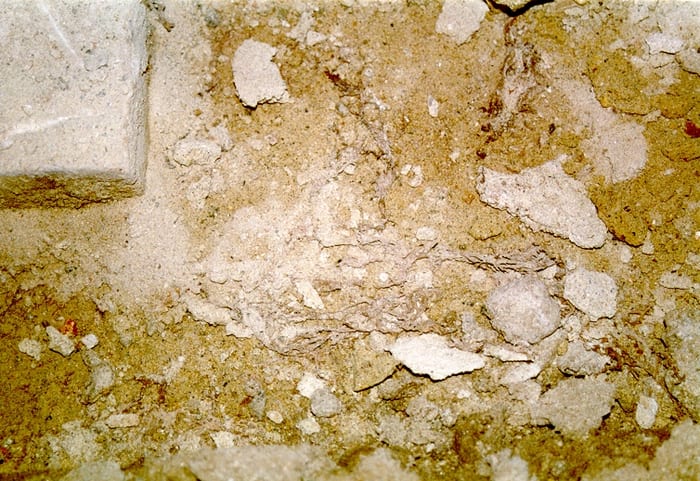 Myzelgeflecht des Echten Hausschwamms zieht sich unter einem geöffneten Ziegelboden durch Sand und Bauschutt