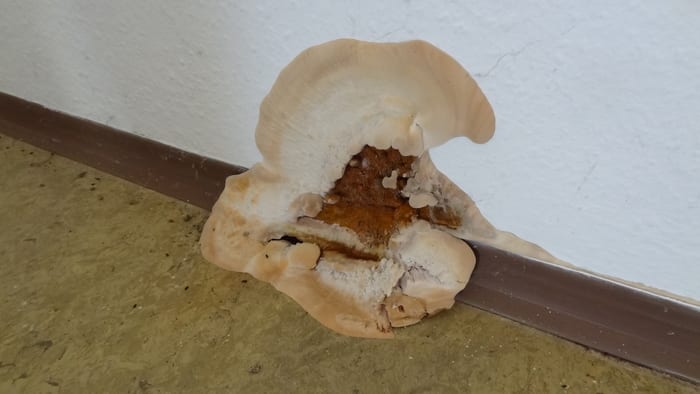 Weiß-ockerfarbener Fruchtkörper des Echten Hausschwamms am Fußboden
